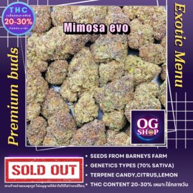 Cannabis Store Delivery Krabi Thailand Cannabis flower Name Mimosa evo Grow by OG team From OG shop Thailand ดอกแห้ง Mimosa evo ปลูกโดย OG team จาก OG shop ประเทศไทย