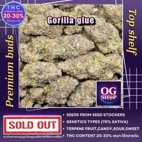 Cannabis Shop Dispensary Krabi Thailand Cannabis flower Name Gorilla glue 1 Grow by OG team From OG shop Thailand ดอกแห้ง Gorilla glue ปลูกโดย OG team จาก OG shop ประเทศไทย