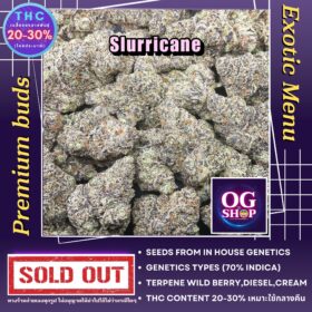 Weed Buds Shop Delivery Krabi Thailand Cannabis flower Name Slurricane #8 (In house genetics) Grow by OG team From OG shop Thailand ดอกแห้ง Slurricane #8 (In house genetics) ปลูกโดย OG team จาก OG shop ประเทศไทย