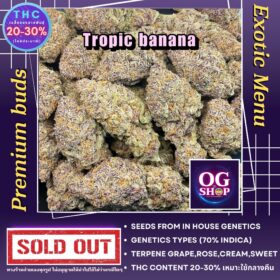 Cannabis Seller Krabi Thailand Cannabis flower Name Tropic banana Grow by OG team From OG shop Thailand ดอกแห้ง Tropic banana ปลูกโดย OG team จาก OG shop ประเทศไทย