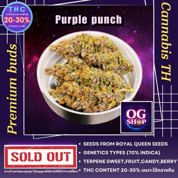 Cannabis flower Name Purple punch (Royal queen seeds) Grow by OG team From OG shop Thailand ดอกแห้ง Purple punch (Royal queen seeds) ปลูกโดย OG team จาก OG shop ประเทศไทย