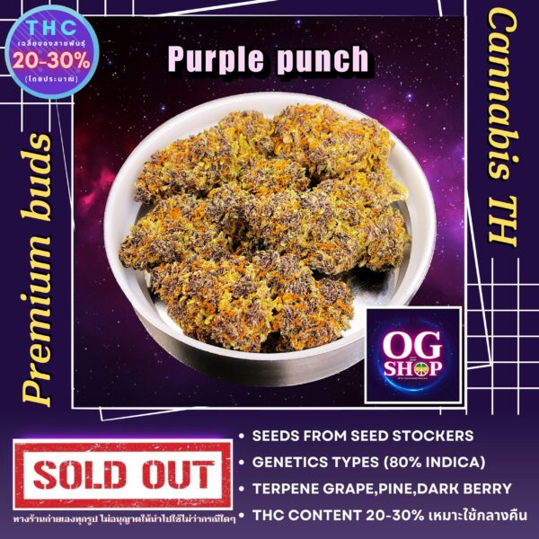 Cannabis flower Name Purple punch Grow by OG team From OG shop Thailand ดอกแห้ง Purple punch ปลูกโดย OG team จาก OG shop ประเทศไทย
