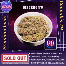 Cannabis flower Name Blackberry (Fastbuds genetics) Grow by OG team From OG shop Thailand ดอกแห้ง Blackberry (Fastbuds genetics) ปลูกโดย OG team จาก OG shop ประเทศไทย