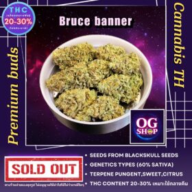 Cannabis flower Name Bruce banner (Blackskull seeds) Grow by OG team From OG shop Thailand ดอกแห้ง Bruce banner (Blackskull seeds) ปลูกโดย OG team จาก OG shop ประเทศไทย