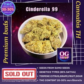 Cannabis flower Name Cinderella 99 Grow by OG team From OG shop Thailand ดอกแห้ง Cinderella 99 ปลูกโดย OG team จาก OG shop ประเทศไทย