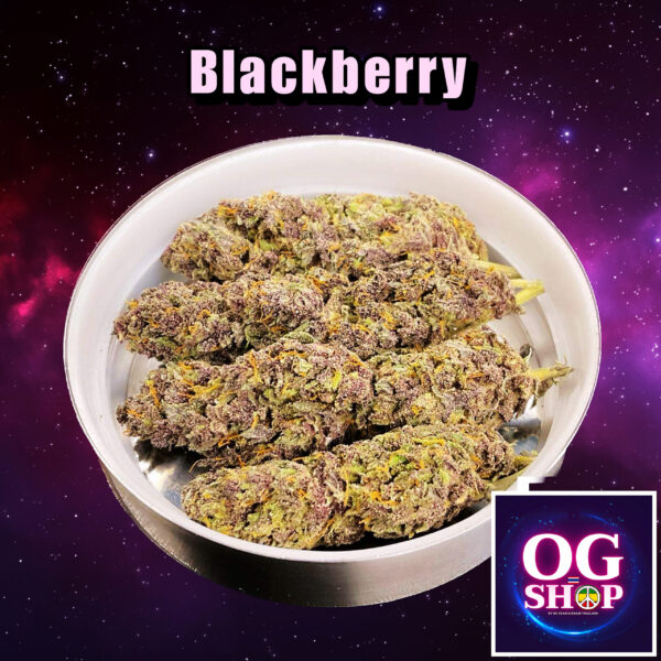 Cannabis flower Name Blackberry (Fastbuds genetics) Grow by OG team From OG shop Thailand ดอกแห้ง Blackberry (Fastbuds genetics) ปลูกโดย OG team จาก OG shop ประเทศไทย