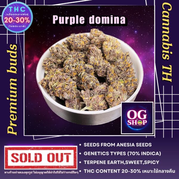 Cannabis flower Name Purple domina Grow by OG team From OG shop Thailand ดอกแห้ง Purple domina ปลูกโดย OG team จาก OG shop ประเทศไทย