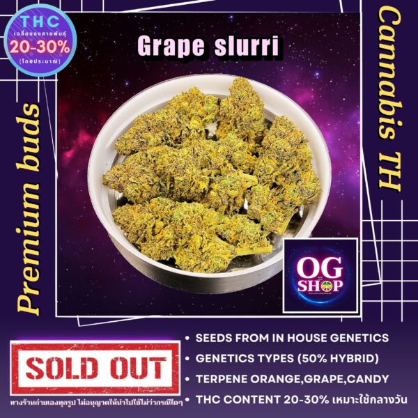 Cannabis flower Name Grape slurri Grow by OG team From OG shop Thailand ดอกแห้ง Grape slurri ปลูกโดย OG team จาก OG shop ประเทศไทย