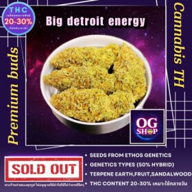 Cannabis flower Name Big detroit energy Grow by OG team From OG shop Thailand ดอกแห้ง Big detroit energy ปลูกโดย OG team จาก OG shop ประเทศไทย