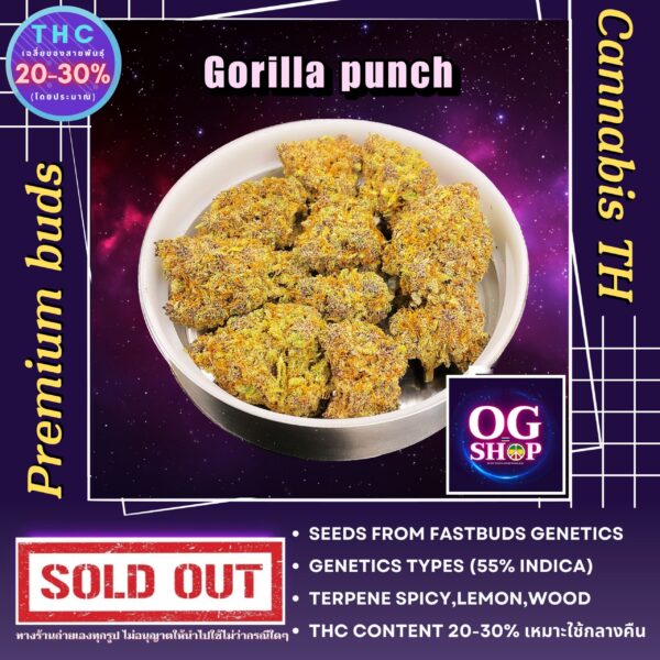 Cannabis flower Name Gorilla punch (Fastbuds genetics) Grow by OG team From OG shop Thailand ดอกแห้ง Gorilla punch (Fastbuds genetics) ปลูกโดย OG team จาก OG shop ประเทศไทย