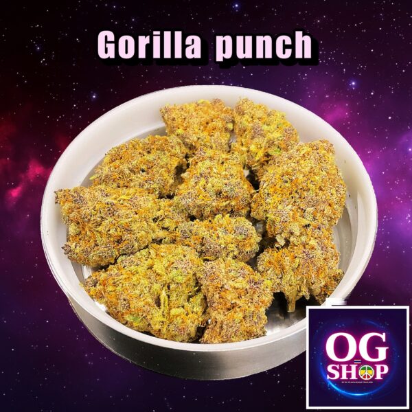 Cannabis flower Name Gorilla punch (Fastbuds genetics) Grow by OG team From OG shop Thailand ดอกแห้ง Gorilla punch (Fastbuds genetics) ปลูกโดย OG team จาก OG shop ประเทศไทย