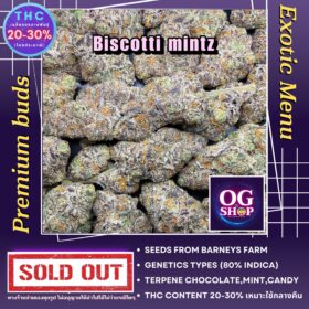 Cannabis flower Name Biscotti mintz (Barneys farm) Grow by OG team From OG shop Thailand ดอกแห้ง Biscotti mintz (Barneys farm) ปลูกโดย OG team จาก OG shop ประเทศไทย