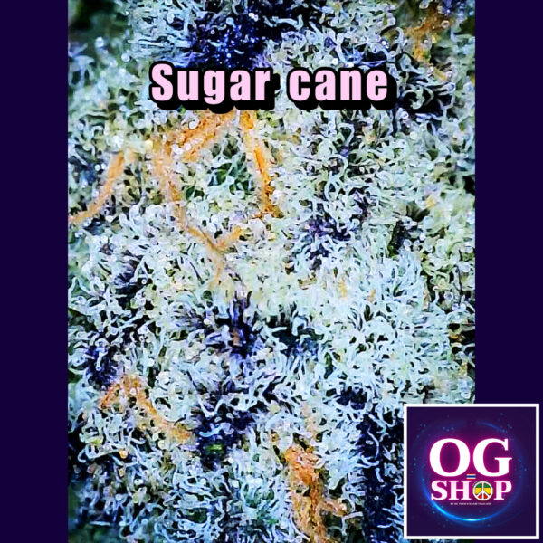 Cannabis flower Name Sugar Cane (In house genetics) Grow by OG team From OG shop Thailand ดอกแห้ง Sugar Cane (In house genetics) ปลูกโดย OG team จาก OG shop ประเทศไทย