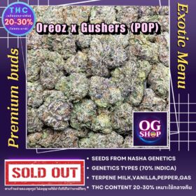 Weed popcorn size Thailand Cannabis flower Name Oreoz x Gushers (Nasha genetics) Grow by OG team From OG shop Thailand ดอกแห้ง Oreoz x Gushers (Nasha genetics) ปลูกโดย OG team จาก OG shop ประเทศไทย