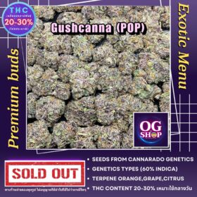 Cannabis flower Name Gushcanna (Cannarado genetics) Grow by OG team From OG shop Thailand ดอกแห้ง Gushcanna (Cannarado genetics) ปลูกโดย OG team จาก OG shop ประเทศไทย Marijuana Popcorn Weed Seller Thailand Best Quality