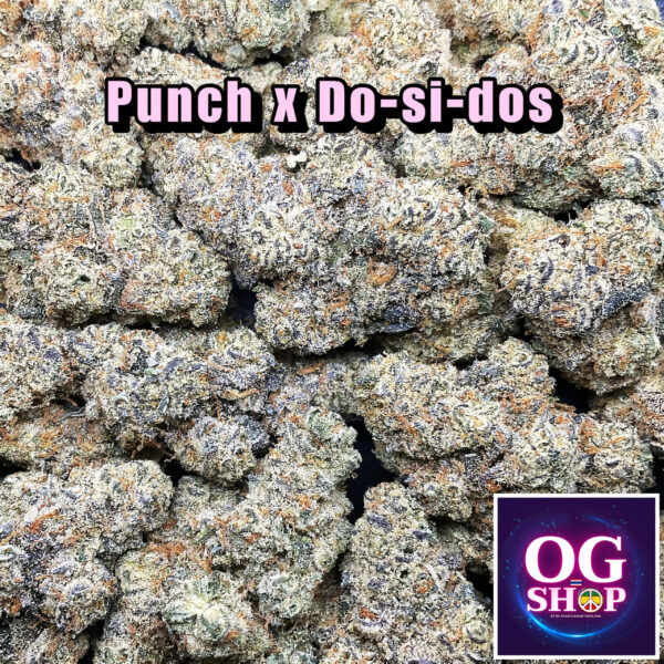 Cannabis flower Name Purple punch x Do-si-dos (Philosopher seeds) Grow by OG team From OG shop Thailand ดอกแห้ง Purple punch x Do-si-dos (Philosopher seeds) ปลูกโดย OG team จาก OG shop ประเทศไทย OG shop Thailand Cannabis buds Welcome to OG shop Thailand Cannabis buds Weed shop and Cannabis farm with Delivery, 2 days for shipping all Area in Thailand Our shop is in Krabi Town, but delivery can be arranged anywhere in Thailand Bangkok and Phuket town approximatelu 1 day 