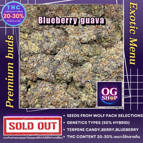 Cannabis flower Name Blueberry guava Grow by OG team From OG shop Thailand ดอกแห้ง Blueberry guava ปลูกโดย OG team จาก OG shop ประเทศไทย
