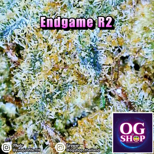 Cannabis flower Name Endgame (Ethos genetics) Grow by OG team From OG shop Thailand Buy Cannabis Midgrade Low Price Thailand