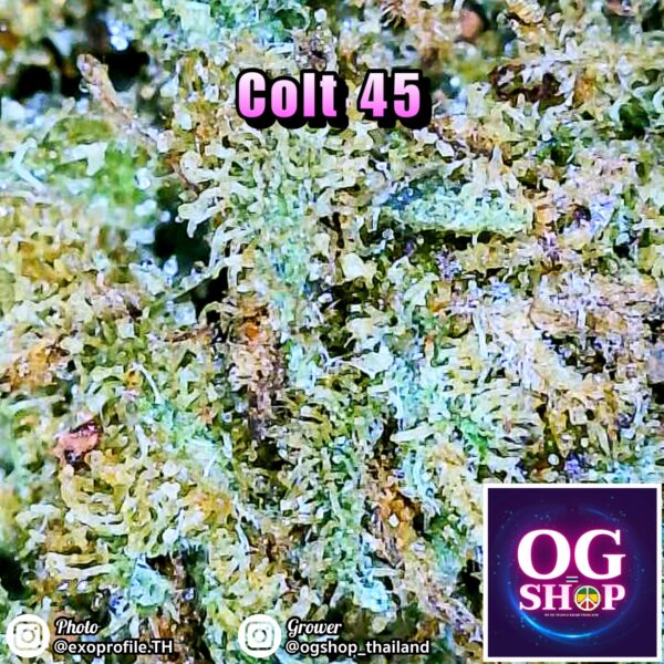 Cannabis flower Name Colt 45 (In house genetics) Grow by OG team From OG shop Thailand Cannabis Midgrade low price Thailand ดอกแห้ง Colt 45 (In house genetics) ปลูกโดย OG team จาก OG shop ประเทศไทย