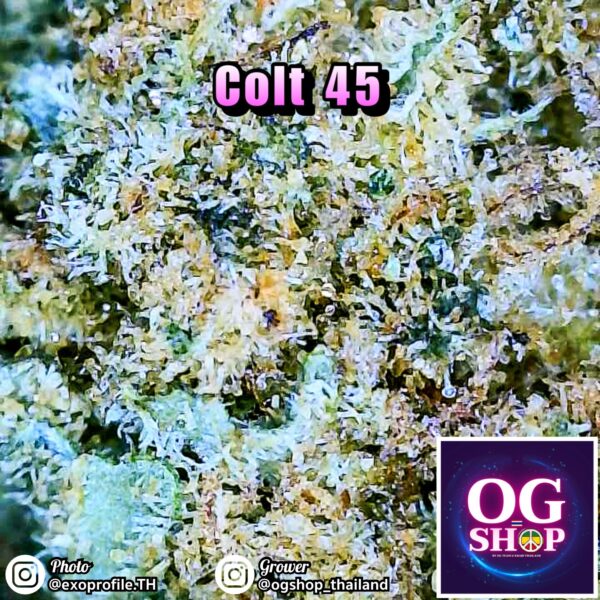 Cannabis flower Name Colt 45 (In house genetics) Grow by OG team From OG shop Thailand Cannabis Midgrade low price Thailand ดอกแห้ง Colt 45 (In house genetics) ปลูกโดย OG team จาก OG shop ประเทศไทย