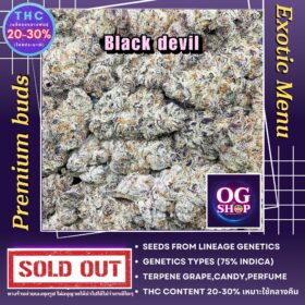 Cannabis flower Name Black devil (Lineage genetics) Grow by OG team From OG shop Thailand Cannabis buds Premium Best Quality Thailand ดอกแห้ง Black devil (Lineage genetics) ปลูกโดย OG team จาก OG shop ประเทศไทย Cannabis buds Premium Best Quality Thailand