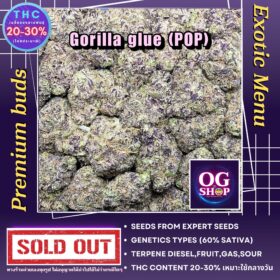 Cannabis flower Name (POP) Gorilla glue (Expert seeds) Grow by OG team From OG shop Thailand Popcorn buds weed ดอกแห้ง (POP) Gorilla glue (Expert seeds) ปลูกโดย OG team จาก OG shop ประเทศไทย Popcorn Buds Weed Thailand Best Quality