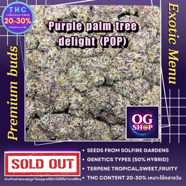 Cannabis flower Name (POP) Purple palm tree delight (Solfie gardens) Grow by OG team From OG shop Thailand Weed shop popcorn buds