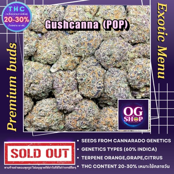 Cannabis flower Name (POP) Gushcanna (Cannarado genetics) Grow by OG team From OG shop Thailand Popcorn buds Thailand