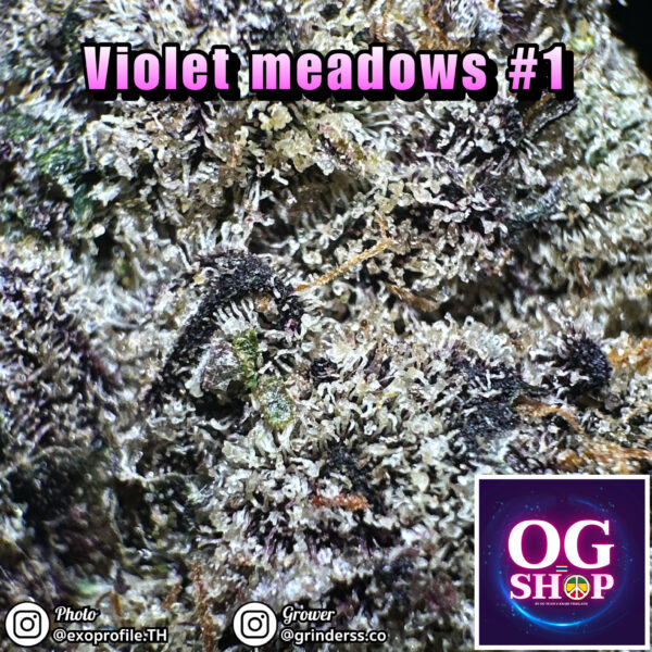 Cannabis flower Name Violet meadows (Exotic genetix) Grow by OG team From OG shop Thailand Cannabis Farm Indoor Exotic 5A Thailand ดอกแห้ง Violet meadows (Exotic genetix) ปลูกโดย OG team จาก OG shop ประเทศไทย