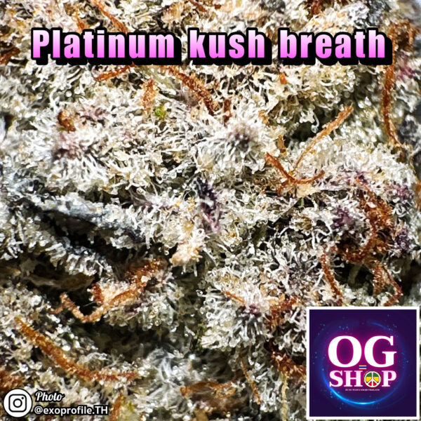 Cannabis flower Name Platinum kush breath (In house genetics) Grow by OG team From OG shop Thailand Marijuana buds Premium Quality ดอกแห้ง Platinum kush breath (In house genetics) ปลูกโดย OG team จาก OG shop ประเทศไทย