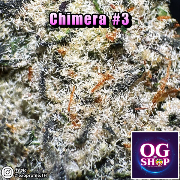 Cannabis flower Name Chimera #3 (Beleaf genetics) Grow by OG team From OG shop Thailand Marijuana Seller Krabi Thailand ดอกแห้ง Chimera #3 (Beleaf genetics) ปลูกโดย OG team จาก OG shop ประเทศไทย