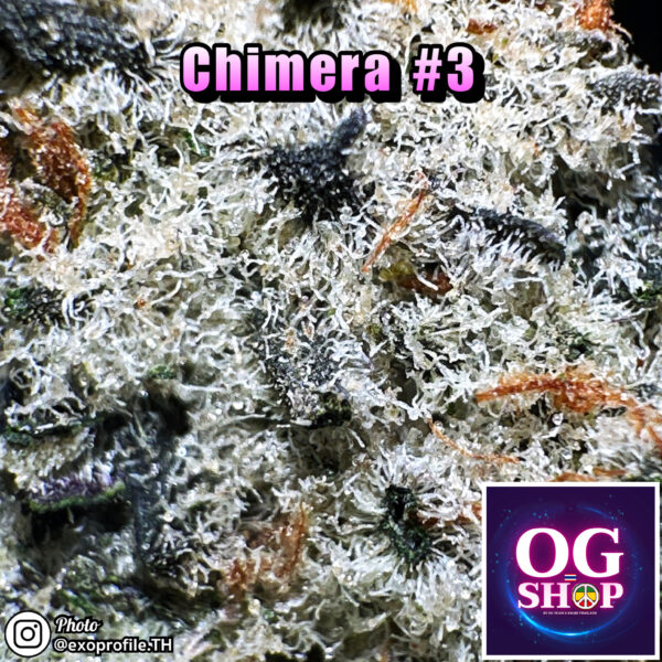 Cannabis flower Name Chimera #3 (Beleaf genetics) Grow by OG team From OG shop Thailand Marijuana Seller Krabi Thailand ดอกแห้ง Chimera #3 (Beleaf genetics) ปลูกโดย OG team จาก OG shop ประเทศไทย