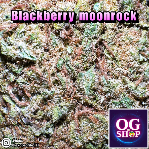Cannabis flower Name Blackberry moonrock (Anesia seeds) Grow by OG team From OG shop Thailand Marijuana greenhouse weed menu Blackberry moonrock (Anesia seeds) ปลูกโดย OG team จาก OG shop ประเทศไทย