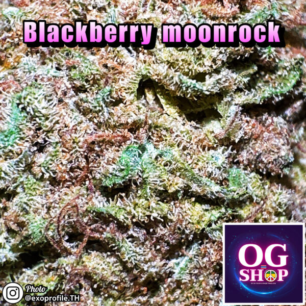 Cannabis flower Name Blackberry moonrock (Anesia seeds) Grow by OG team From OG shop Thailand Marijuana greenhouse weed menu Blackberry moonrock (Anesia seeds) ปลูกโดย OG team จาก OG shop ประเทศไทย