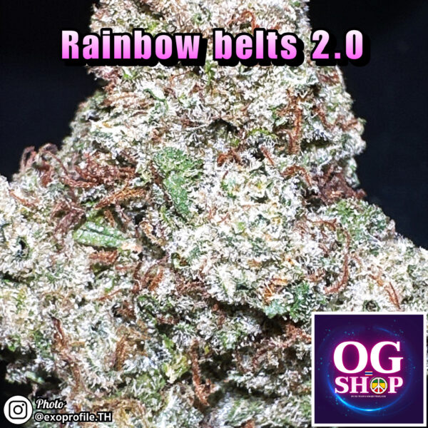 Cannabis flower Name Rainbow belts 2.0 (Archive seed bank) Grow by OG team From OG shop Thailand Marijuana Mid grade shop Thailand ดอกแห้ง Rainbow belts 2.0 (Archive seed bank) ปลูกโดย OG team จาก OG shop ประเทศไทย