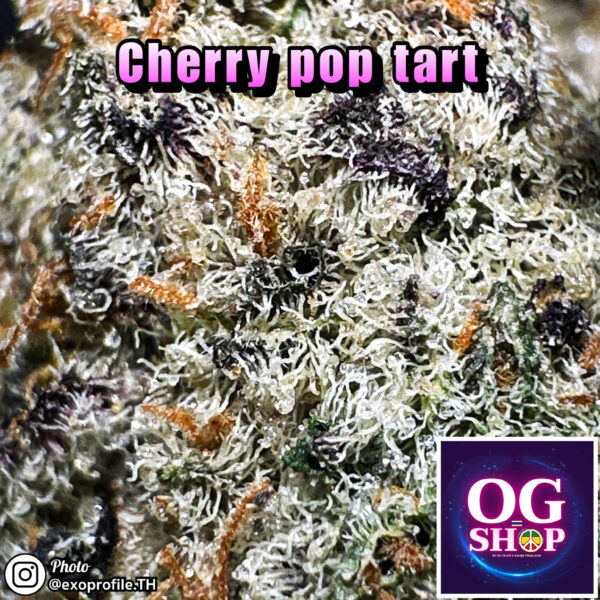Cannabis flower Name Cherry pop tart (Lit farms genetics) Grow by OG team From OG shop Thailand Marijuana weed delivery krabi Thailand ดอกแห้ง Cherry pop tart (Lit farms genetics) ปลูกโดย OG team จาก OG shop ประเทศไทย