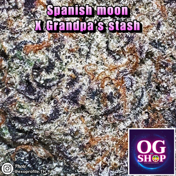 Cannabis flower Name Spanish moon X Grandpa stash (Ethos genetics) Grow by OG team From OG shop Thailand Marijuana farms krabi Thailand ดอกแห้ง Spanish moon X Grandpa stash (Ethos genetics) ปลูกโดย OG team จาก OG shop ประเทศไทย