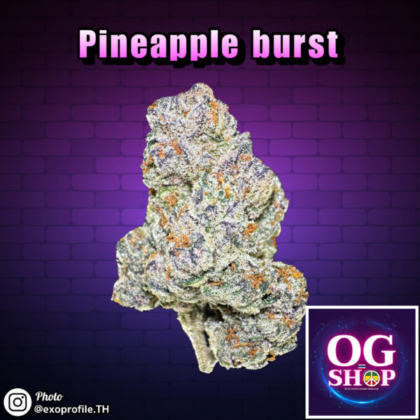 Cannabis flower Name Pineapple burst (Seed junky genetics) Grow by OG team From OG shop Thailand Marijuana dispensary delivery Krabi Thailand ดอกแห้ง Pineapple burst (Seed junky genetics) ปลูกโดย OG team จาก OG shop ประเทศไทย