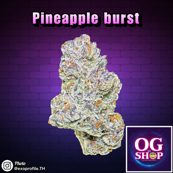 Cannabis flower Name Pineapple burst (Seed junky genetics) Grow by OG team From OG shop Thailand Marijuana dispensary delivery Krabi Thailand ดอกแห้ง Pineapple burst (Seed junky genetics) ปลูกโดย OG team จาก OG shop ประเทศไทย