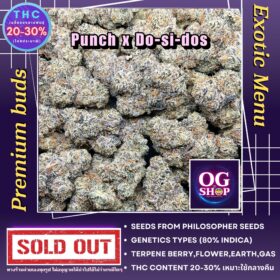 Cannabis Buds Thailand Cannabis flower Name Purple punch x Do-si-dos (Philosopher seeds) Grow by OG team From OG shop Thailand ดอกแห้ง Purple punch x Do-si-dos (Philosopher seeds) ปลูกโดย OG team จาก OG shop ประเทศไทย