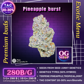 Cannabis flower Name Pineapple burst (Seed junky genetics) Grow by OG team From OG shop Thailand Marijuana dispensary delivery Krabi Thailand ดอกแห้ง Pineapple burst (Seed junky genetics) ปลูกโดย OG team จาก OG shop ประเทศไทย