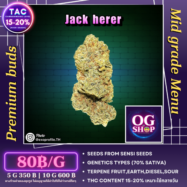 Cannabis flower Name Jack herer (Sensi seeds) Grow by OG team From OG shop Thailand Cannabis greenhouse wholesale price ดอกแห้ง Jack herer (Sensi seeds) ปลูกโดย OG team จาก OG shop ประเทศไทย