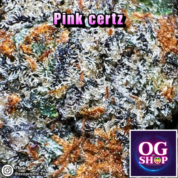 Cannabis flower Name Pink certz (Compound genetics) Grow by OG team From OG shop Thailand Marijuana Store Online Thailand ดอกแห้ง Pink certz (Compound genetics) ปลูกโดย OG team จาก OG shop ประเทศไทย