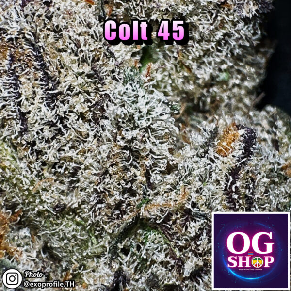 Cannabis flower Name Colt 45 (In house genetics) Grow by OG team From OG shop Thailand Marijuana Store Delivery ดอกแห้ง Colt 45 (In house genetics) ปลูกโดย OG team จาก OG shop ประเทศไทย
