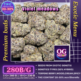 Cannabis flower Name Violet meadows (Exotic genetix) Grow by OG team From OG shop Thailand Cannabis Farm Indoor Exotic 5A Thailand ดอกแห้ง Violet meadows (Exotic genetix) ปลูกโดย OG team จาก OG shop ประเทศไทย