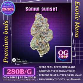 Cannabis flower Name Samui sunset (Peaw greenlane) บรีดไทยจาก เพียว กรีนเลน Grow by OG team From OG shop Thailand Marijuana Shop online buy order ดอกแห้ง Samui sunset (Peaw greenlane) บรีดไทยจาก เพียว กรีนเลน บรีดไทยจาก เนื้อไทย ไดอารี่ ปลูกโดย OG team จาก OG shop ประเทศไทย