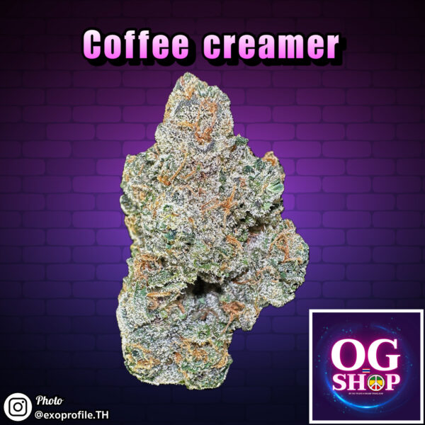 Cannabis flower Name Coffee creamer (Seed junky genetics) Grow by OG team From OG shop Thailand Sativa weed top shelf 100% ดอกแห้ง Coffee creamer (Seed junky genetics) ปลูกโดย OG team จาก OG shop ประเทศไทย