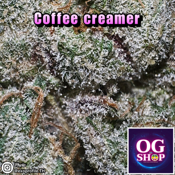 Cannabis flower Name Coffee creamer (Seed junky genetics) Grow by OG team From OG shop Thailand Sativa weed top shelf 100% ดอกแห้ง Coffee creamer (Seed junky genetics) ปลูกโดย OG team จาก OG shop ประเทศไทย