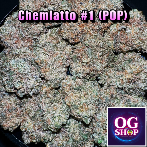 Cannabis flower Name : Chemlatto #1 (707 Seed bank) Grow by OG team From OG shop Thailand Indoor Popcorn Buds Wholesale 130/g Chemlatto #1 (707 Seed bank) ปลูกโดย OG team จาก OG shop ประเทศไทย