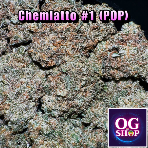 Cannabis flower Name : Chemlatto #1 (707 Seed bank) Grow by OG team From OG shop Thailand Indoor Popcorn Buds Wholesale 130/g Chemlatto #1 (707 Seed bank) ปลูกโดย OG team จาก OG shop ประเทศไทย